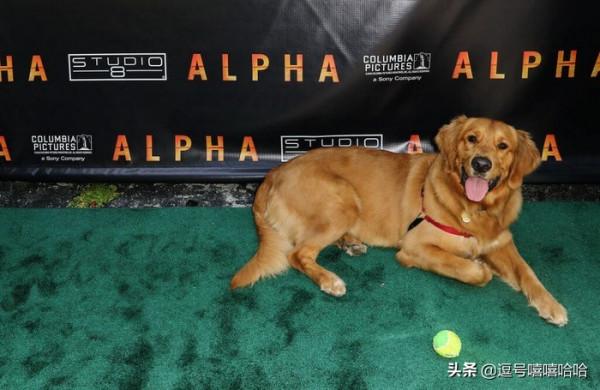 狗狗的這些行為是在告訴你一些資訊 你注意到了嗎？