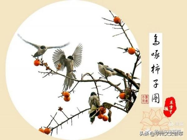 華州李坡一景：鳥啄柿子