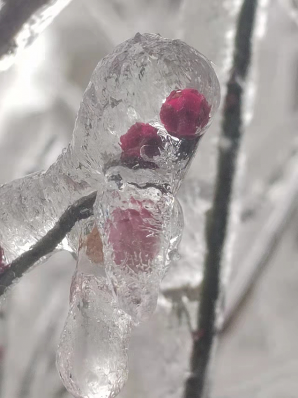 雪峰山，以雪讓世界驚歎