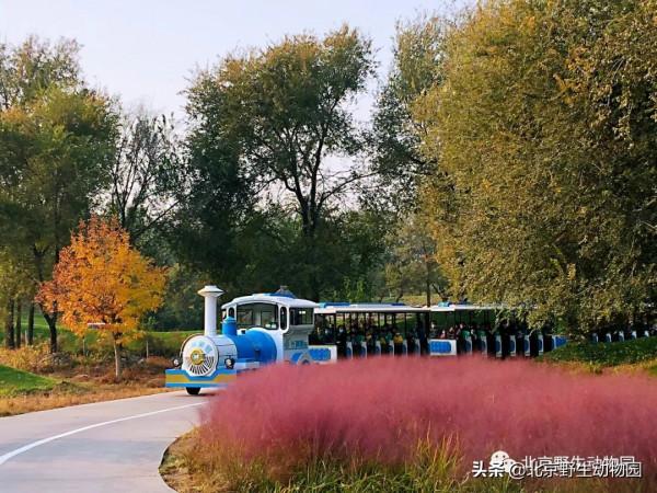 深秋時節，與動物相遇