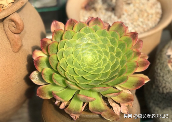 多肉青檬法師和嘉年華法師，生長季節看似差不多，休眠後卻大不同