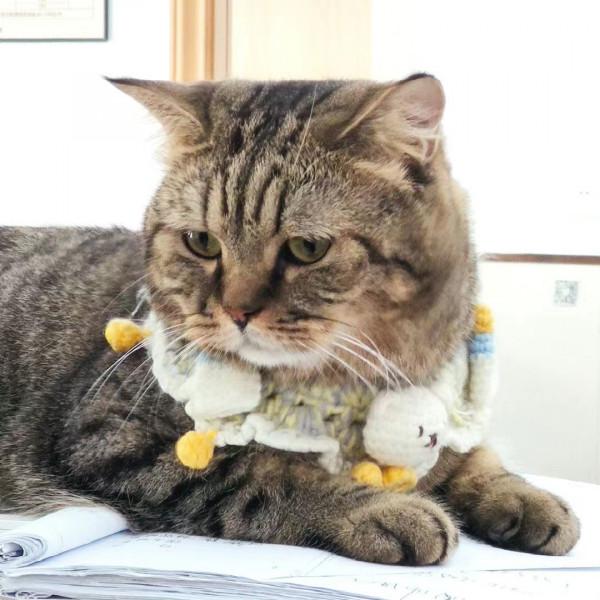 所以貓咪到底哪裡可以摸? 所以貓咪到底哪裡可以摸?