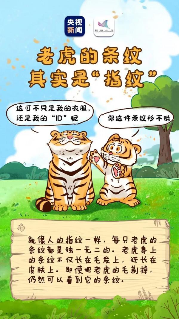 老虎能聽到2000米外的聲音……虎年有關老虎的這些冷知識，有必要講給孩子聽