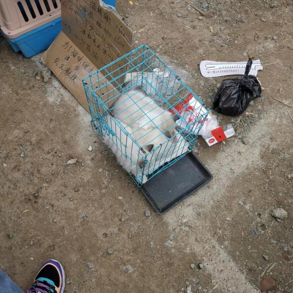 看圖逛街，各種小寵物及珠串