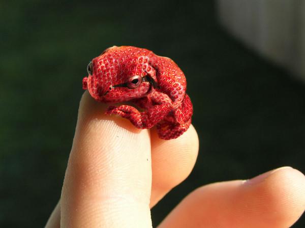 青蛙不會變成王子，一組青蛙PS照片，腦洞大開