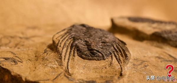 神奇的奧陶紀古生物化石:一塊化石板上聚集了3種三葉蟲和海蛇尾 神奇的奧陶紀古生物化石:一塊化石板上聚集了3種三葉蟲和海蛇尾