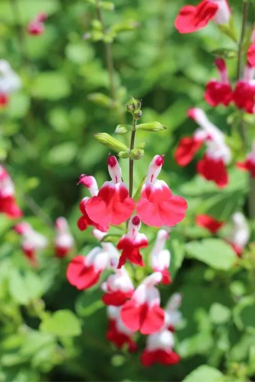 櫻桃鼠尾草～淡淡花香，成雙成對，玲瓏可愛