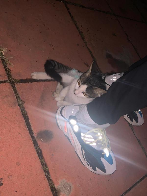 第一次看見粘人的流浪貓 第一次看見粘人的流浪貓