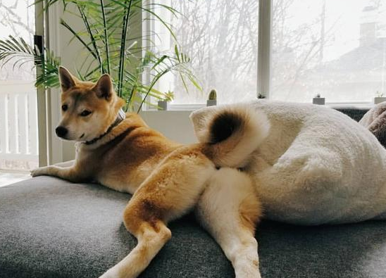 狗狗為啥喜歡聞屁股?真不是“變態”,原因是這幾點 狗狗為啥喜歡聞屁股?真不是“變態”,原因是這幾點