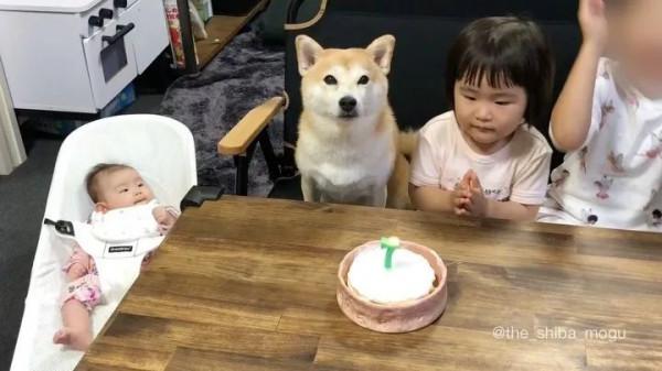 三胎家庭養了7年的柴犬：賣得了萌，帶得了娃，治癒又溫馨