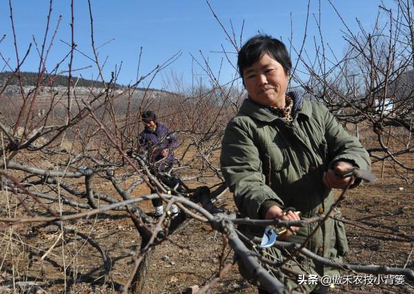 果樹到底需要早冬剪還是晚冬剪？建議果農注意這幾點