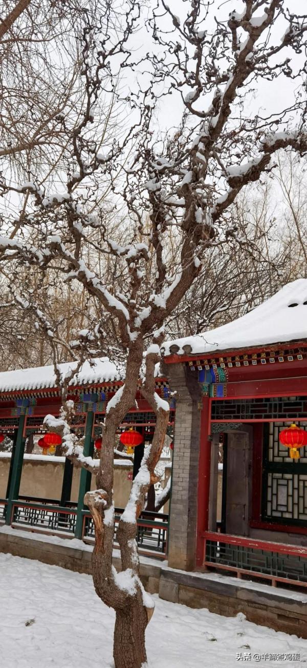 難覽觀園全畫景 雪覆臘梅一隅香&mdash;&mdash;踏雪尋遊北京大觀園