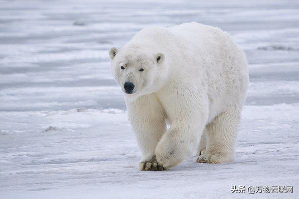 電信業與全球氣候變化之間的關係真相:它導致碳排放增加還是減少 電信業與全球氣候變化之間的關係真相:它導致碳排放增加還是減少