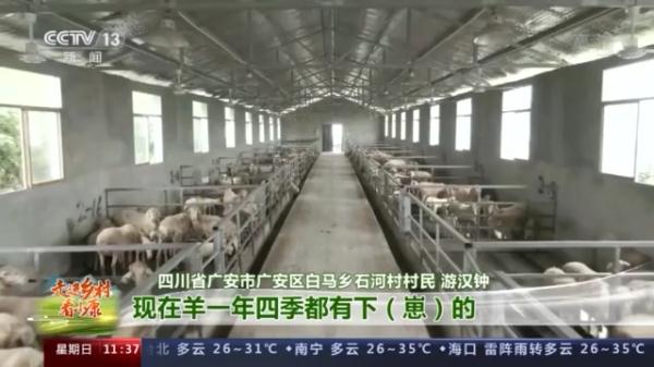 湖羊肉怎麼這麼好吃!跟著羊倌兒看看“羊村”的“巴適”生活 湖羊肉怎麼這麼好吃!跟著羊倌兒看看“羊村”的“巴適”生活