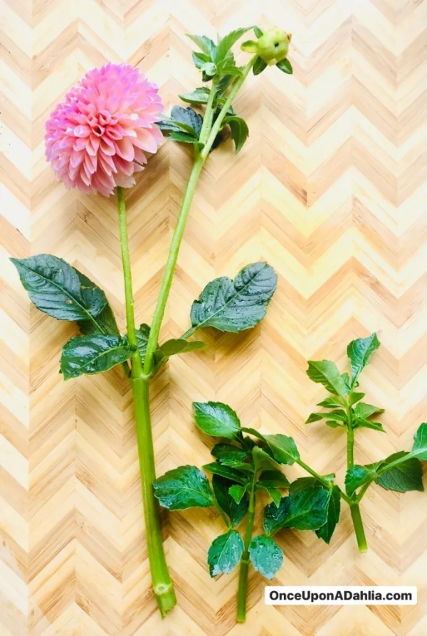 大麗花扦插方法，一盆變十盆，成活率100%