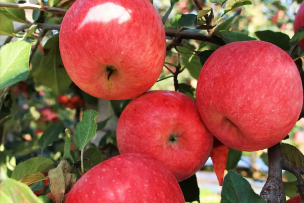 6個蘋果新品種被熱炒，價格一個比一個高，是金子還是沙子？