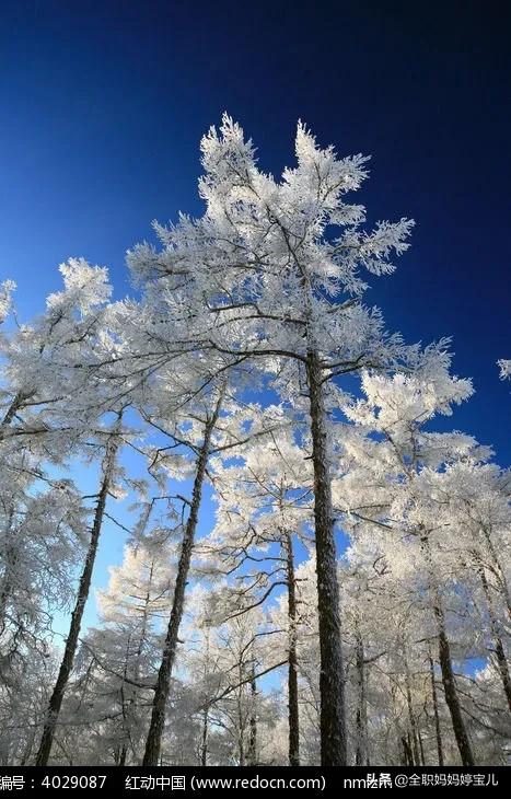 分享——雪松美景