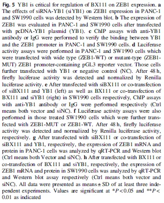 讓你的lncRNA擺脫miRNA的束縛(中) 讓你的lncRNA擺脫miRNA的束縛(中)