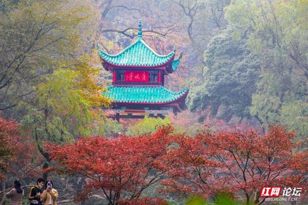 嶽麓山楓葉盛宴正式開啟！你準備好了嗎？