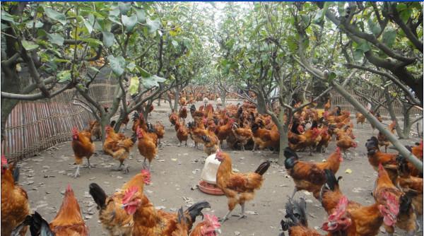 重慶大叔花40萬建家庭生態農場,種菜養豬做農家樂,一年獲利40萬 重慶大叔花40萬建家庭生態農場,種菜養豬做農家樂,一年獲利40萬