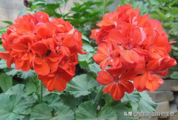 傲霜菊花奪人眼