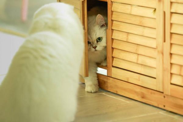 網紅野奢露營,望星而眠——聞鳥而醒,暢玩整個週末 網紅野奢露營,望星而眠——聞鳥而醒,暢玩整個週末
