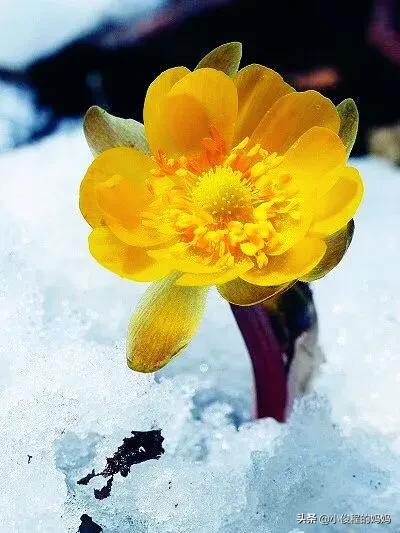 分享圖片-冰凌花