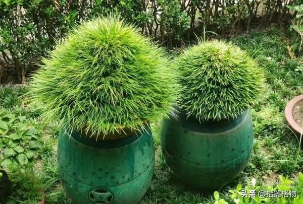 細說菖蒲品種 細說菖蒲品種