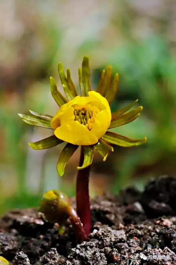 冬菟葵～頂生一朵黃花，花期冬季至早春