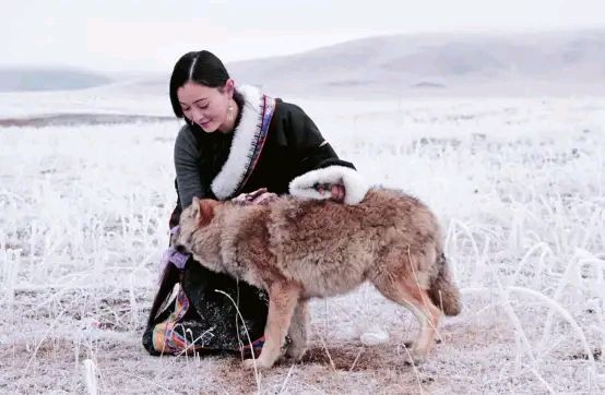 女知青把狼崽當狗養，半年後食量太大無奈放生，狼群報恩送她野兔