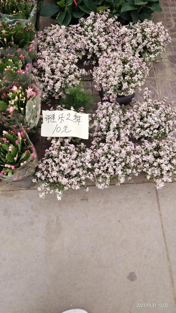 喜歡花的人就愛逛花市 喜歡花的人就愛逛花市