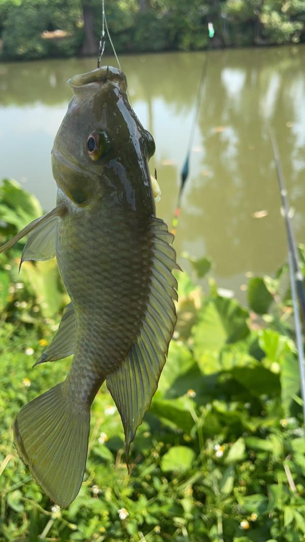 為什麼會釣到了大貨?關鍵是調漂調到位了 為什麼會釣到了大貨?關鍵是調漂調到位了