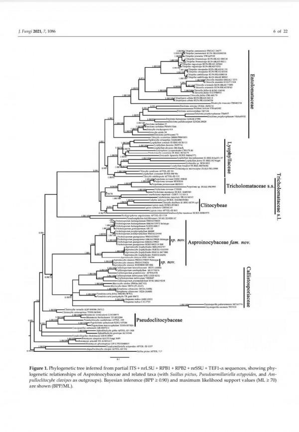 吉林農業大學圖力古爾教授團隊發表真菌新科