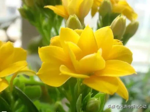 鵝黃色長壽花，給你帶來清新寧靜的淡淡溫暖