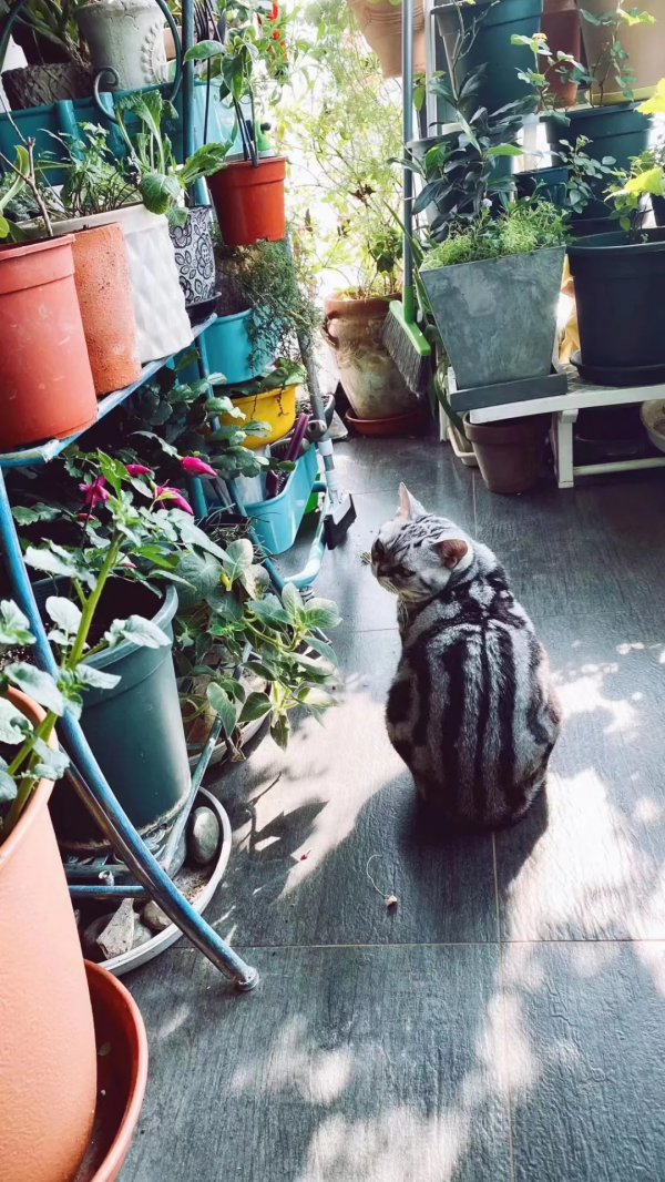 封閉陽臺也爆花!4個優秀案例,面積2.4m²-9m²,總有一個給你靈感 封閉陽臺也爆花!4個優秀案例,面積2.4m²-9m²,總有一個給你靈感