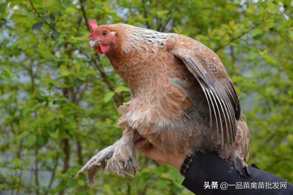 養土雞9年,我發現還是這個品種的雞最好吃 養土雞9年,我發現還是這個品種的雞最好吃