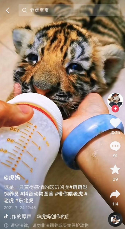 照顧幾十只東北虎，她用短影片記下這份“育兒日記”，獲贊1700萬