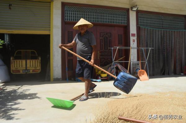 農村糧囤裡的“麥牛”,危害小麥防不勝防,農業專家告訴你咋防治 農村糧囤裡的“麥牛”,危害小麥防不勝防,農業專家告訴你咋防治