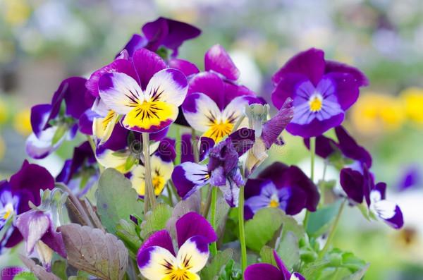 零度以下都能活，難怪這些花這麼受喜歡