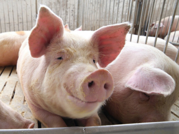 豬氣喘是什麼原因引起的？豬氣喘是什麼病？都總結在這了