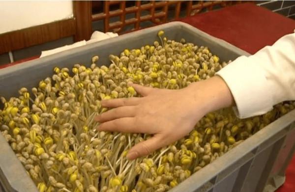 農村大叔10平方米沙土裡撒黃豆，5天吃上鮮美豆芽，不施肥不打藥