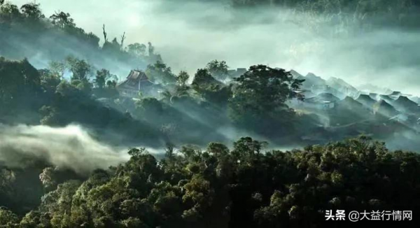 ​金瓜貢茶究竟隱藏著多少奧秘？