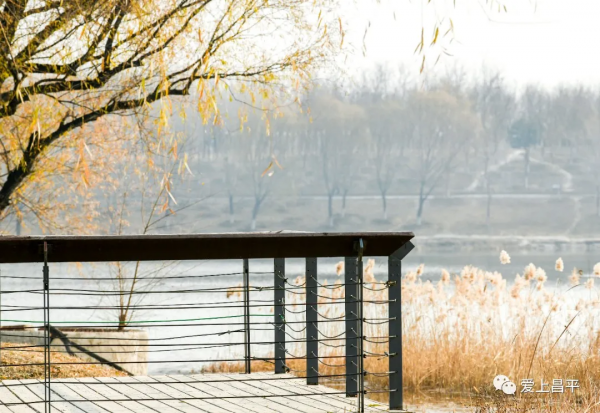 邂逅冬日浪漫！北京昌平這裡蘆葦成片，美得讓人心醉