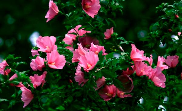 5種花好多人都喜歡養，雖然一朵花只開一天，但是花期長花量大