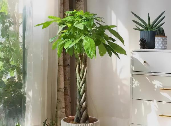 適合養在客廳的“6種吉祥花”，大氣有格調，高階上檔次