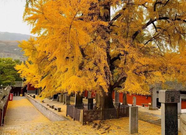 你永遠可以相信河南，悠久的文明，絢麗的景色