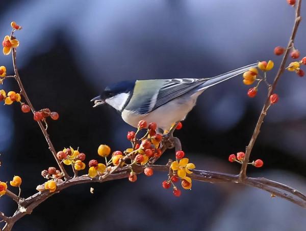 山雀;屬於脊椎動物,鳥鋼,是山雀科(paridae)各種類統稱 山雀;屬於脊椎動物,鳥鋼,是山雀科(paridae)各種類統稱