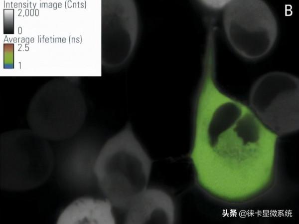徠卡共聚焦課堂第11講：熒光壽命成像與熒光共振能量轉移
