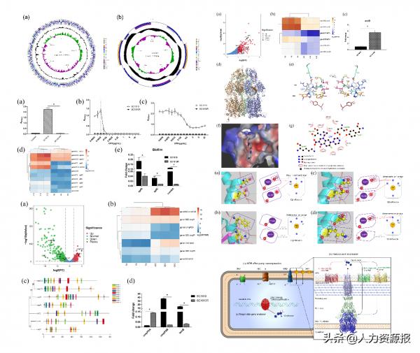 養殖減抗迎來新思路 四川農業大學學者在耐藥機制研究取得新進展 養殖減抗迎來新思路 四川農業大學學者在耐藥機制研究取得新進展