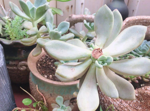 多肉側芽少怎麼辦?試試這3種方法,操作簡單,爆頭效果好 多肉側芽少怎麼辦?試試這3種方法,操作簡單,爆頭效果好